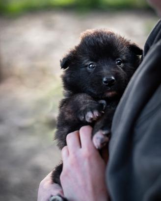 Cuccioli pastore belga tervueren