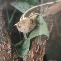 Geco cialiatus + teca