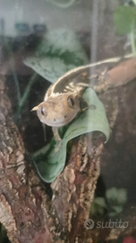 Geco cialiatus + teca