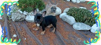 Bouldogue francese