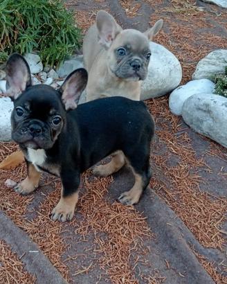 Bouldogue francese