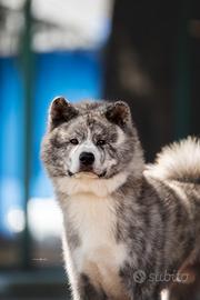 Akita inu maschio monta