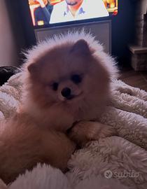 Spitz maschio