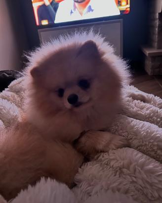 Spitz maschio