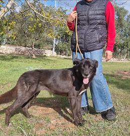 Crik e Crok, bravi ed equilibrati aspettano casa