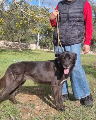 Crik e Crok, bravi ed equilibrati aspettano casa