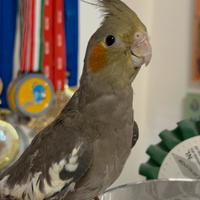 Calopsite maschio allevate a mano