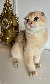 Gattina Scottish fold allevamento pedigree