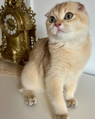 Gattina Scottish fold allevamento pedigree