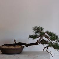 Bonsai pino mugo