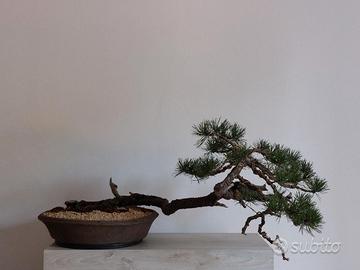 Bonsai pino mugo