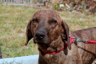 Cani da Cinghiale