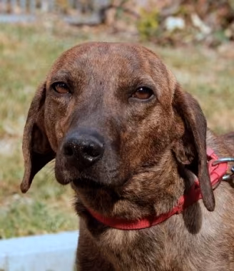Cani da Cinghiale