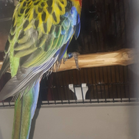 Rosella
