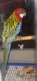 Rosella
