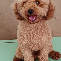 Barboncino maschio toy adulto