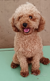 Barboncino maschio toy adulto