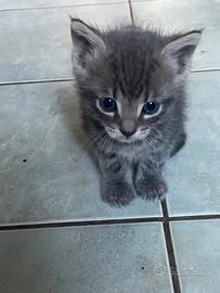 Gattini bisognosi di una casa