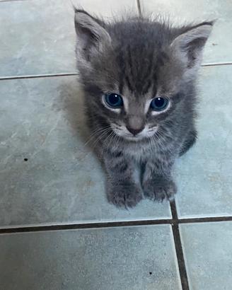 Gattini bisognosi di una casa