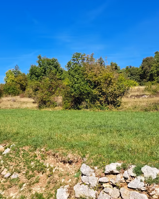 Splendido prato immerso nel verde e soleggiato