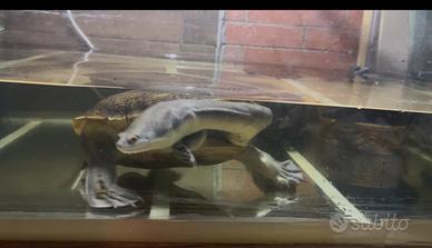 Tartaruga a collo lungo Chelodina longicollis