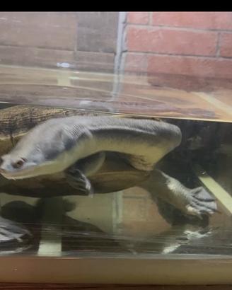 Tartaruga a collo lungo Chelodina longicollis