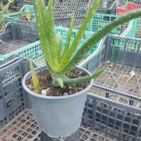 Pianta Aloe Vera