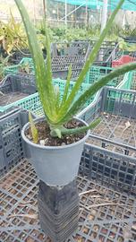 Pianta Aloe Vera