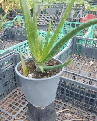 Pianta Aloe Vera