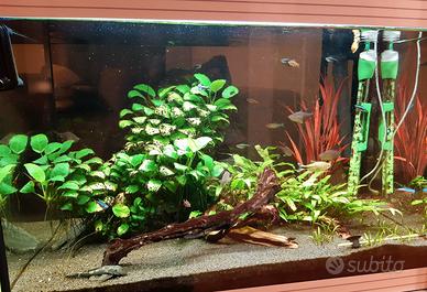 Acquario 70lt
