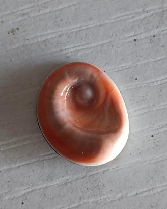 occhio di santa lucia trovato ad ischia