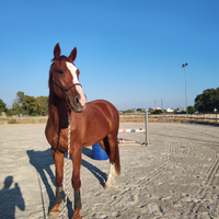 Cavallo Salto Ostacoli