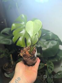 Talea radicata Monstera Deliciosa