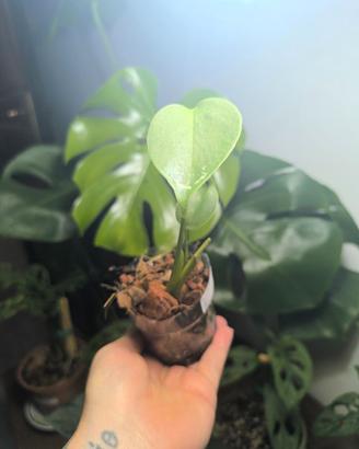 Talea radicata Monstera Deliciosa