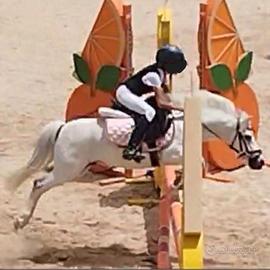 Pony da salto ostacoli