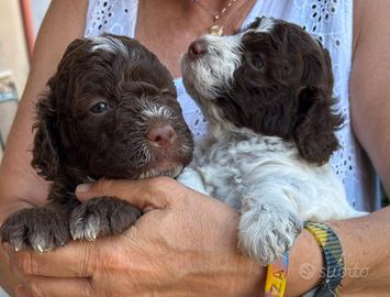 Cucciolo Lagotto Romagnolo con pedigree