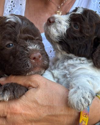 Cucciolo Lagotto Romagnolo con pedigree