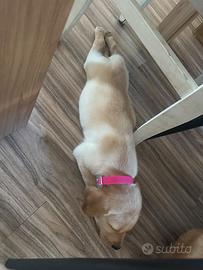 8 cuccioli di labrador