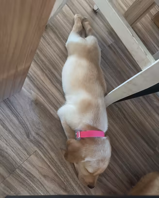 8 cuccioli di labrador
