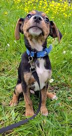 Albert, cucciolo meraviglia