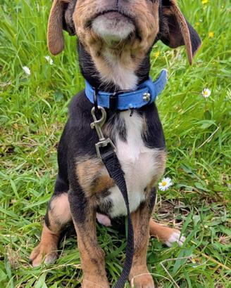 Albert, cucciolo meraviglia