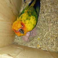 Piccolo di conuro del sole da imbecco