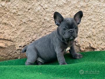 Bulldog francese maschio blue