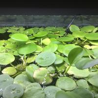 Hydrocharis laevigata