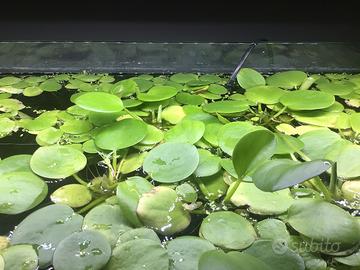 Hydrocharis laevigata