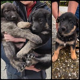 3 Cuccioli pastore tedesco/belga/Lagorai