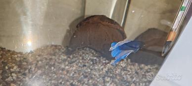 Pesci d'acquario Betta Splendens maschio