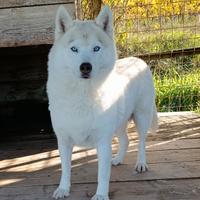 Siberian husky adulti