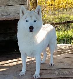 Siberian husky adulti