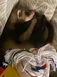 Furetto
